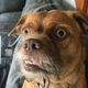 Imagen para el artículo titulado Bacon, el perro extremadamente preocupado es el meme viral que necesitábamos